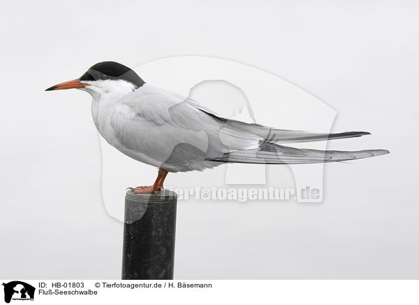 Flu-Seeschwalbe / common tern / HB-01803