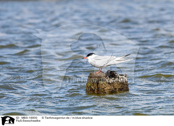 Flu-Seeschwalbe / common tern / MBS-18800