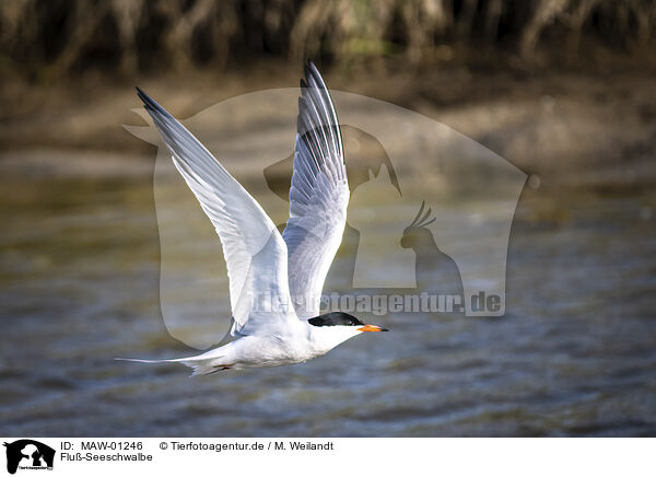 Flu-Seeschwalbe / MAW-01246