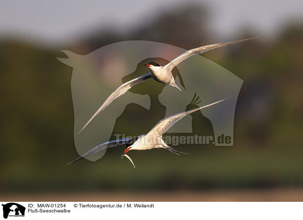 Flu-Seeschwalbe / common tern / MAW-01254