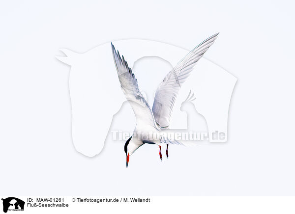 Flu-Seeschwalbe / MAW-01261