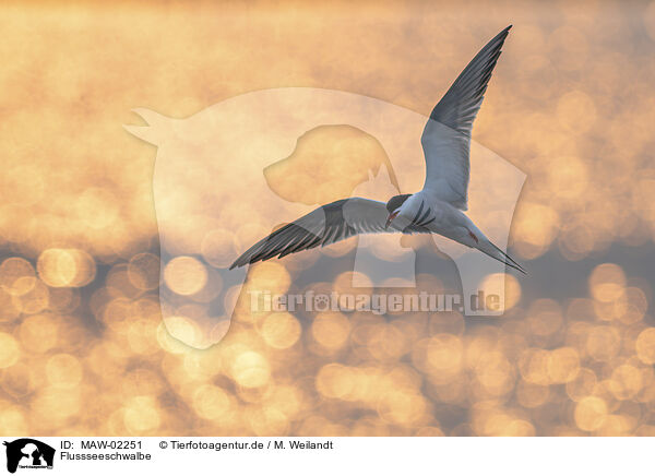 Flussseeschwalbe / common tern / MAW-02251