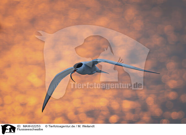 Flussseeschwalbe / common tern / MAW-02253