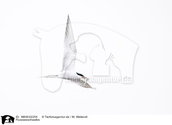 Flussseeschwalbe / common tern / MAW-02254