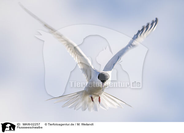 Flussseeschwalbe / common tern / MAW-02257
