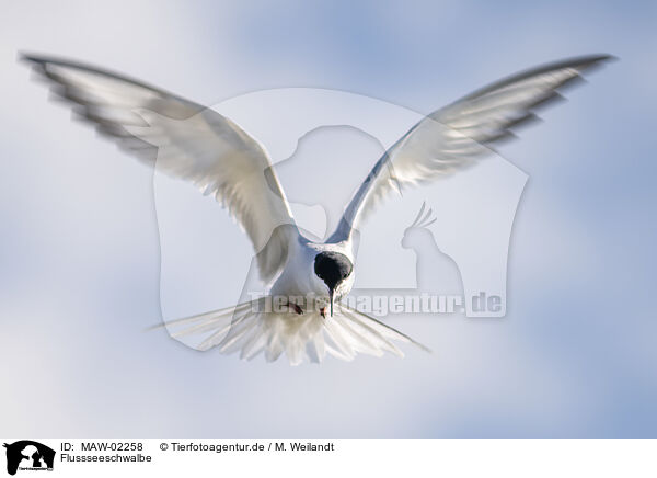 Flussseeschwalbe / common tern / MAW-02258