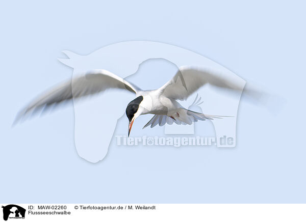 Flussseeschwalbe / common tern / MAW-02260