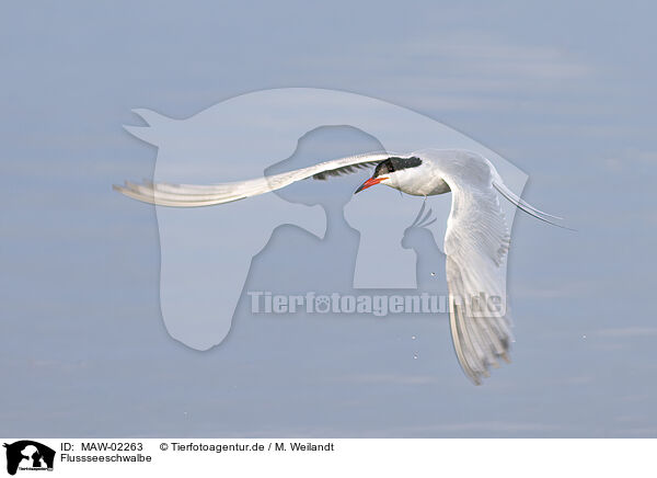 Flussseeschwalbe / MAW-02263