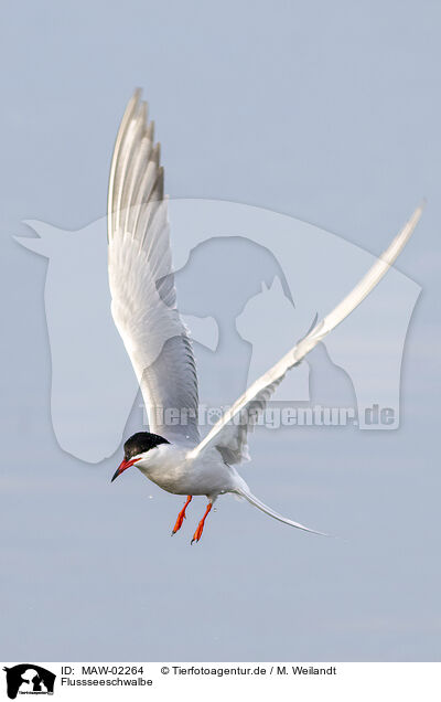 Flussseeschwalbe / common tern / MAW-02264
