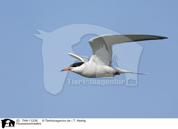 Flussseeschwalbe / common tern / THA-11236