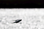 Flussseeschwalbe