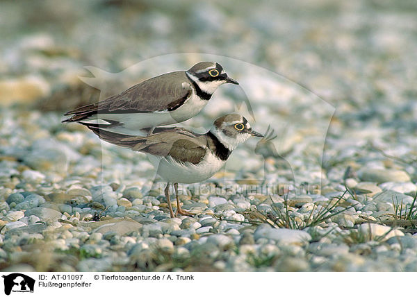 Fluregenpfeifer / Little Ringed Plovers / AT-01097