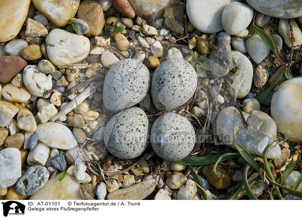 Gelege eines Fluregenpfeifer / Little Ringed Plover eggs / AT-01101