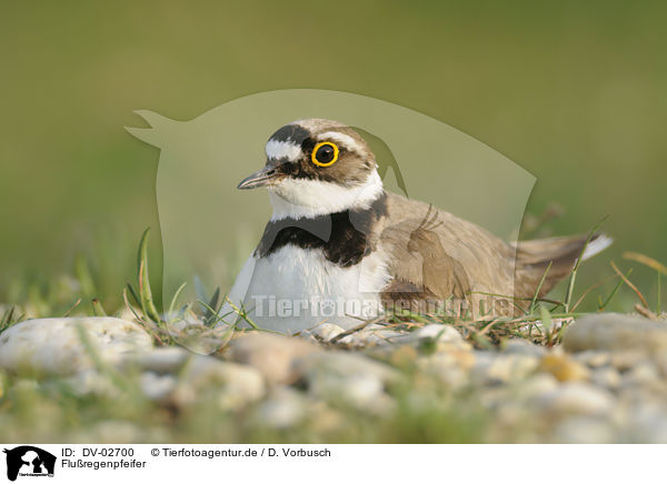 Fluregenpfeifer / little ringed plover / DV-02700