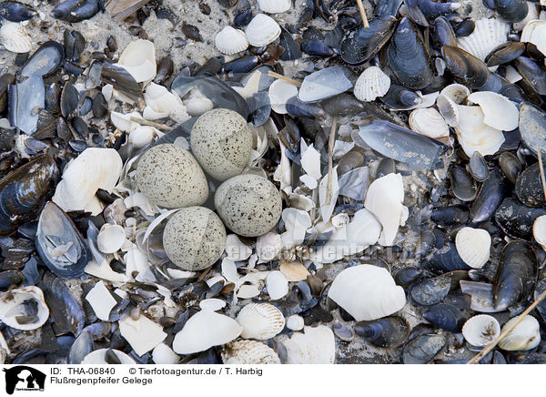 Fluregenpfeifer Gelege / Little Ringed Plover clutch / THA-06840