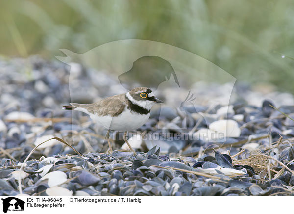 Fluregenpfeifer / Little Ringed Plover / THA-06845