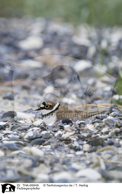 Fluregenpfeifer / Little Ringed Plover / THA-06848