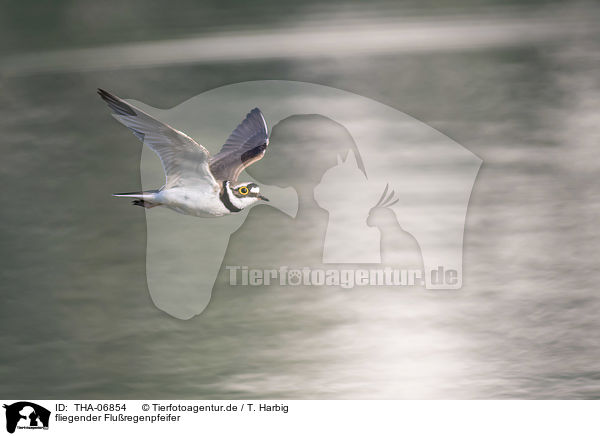 fliegender Fluregenpfeifer / flying Little Ringed Plover / THA-06854