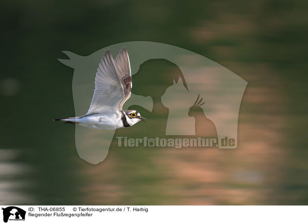 fliegender Fluregenpfeifer / flying Little Ringed Plover / THA-06855