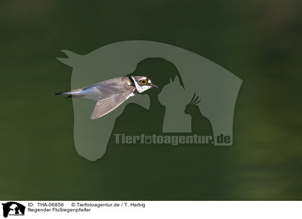 fliegender Fluregenpfeifer / flying Little Ringed Plover / THA-06856