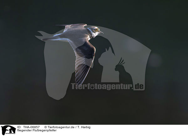fliegender Fluregenpfeifer / flying Little Ringed Plover / THA-06857
