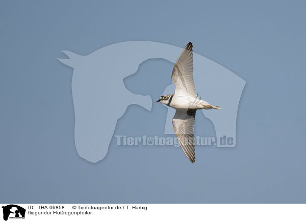 fliegender Fluregenpfeifer / flying Little Ringed Plover / THA-06858
