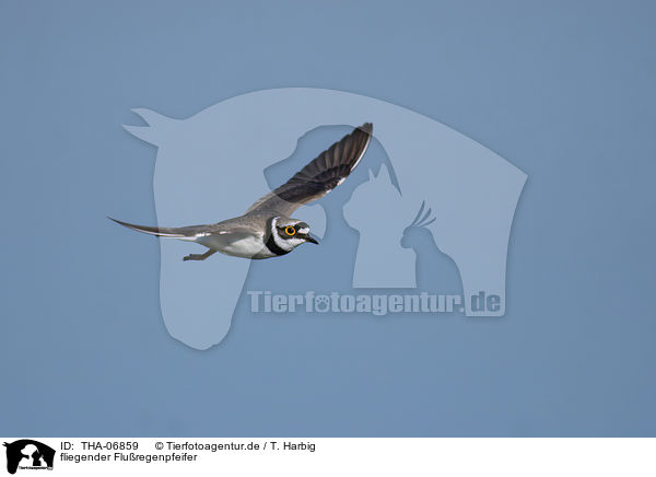 fliegender Fluregenpfeifer / flying Little Ringed Plover / THA-06859