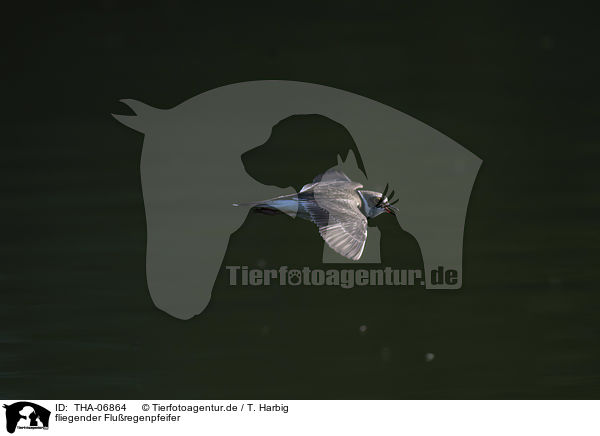 fliegender Fluregenpfeifer / flying Little Ringed Plover / THA-06864