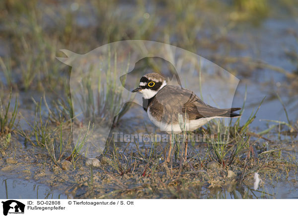 Fluregenpfeifer / SO-02808