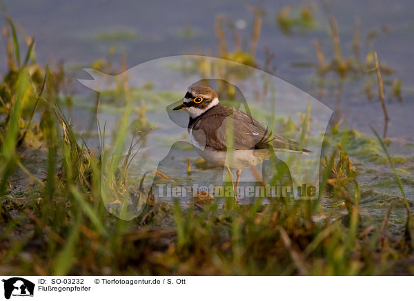 Fluregenpfeifer / little ringed plover / SO-03232