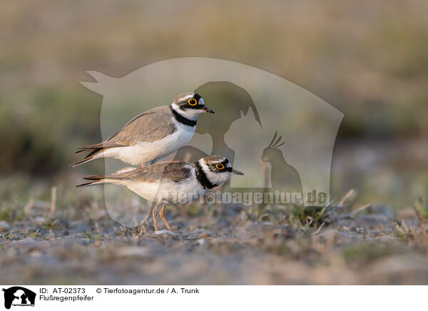 Fluregenpfeifer / little ringed plover / AT-02373