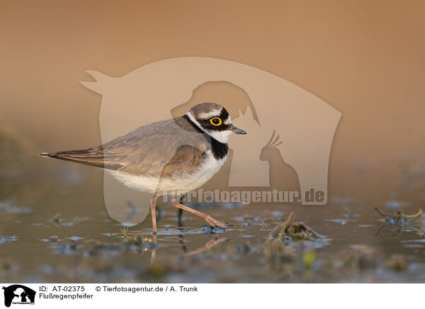 Fluregenpfeifer / little ringed plover / AT-02375