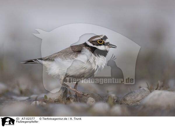 Fluregenpfeifer / little ringed plover / AT-02377