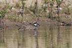 Fluregenpfeifer