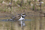 Fluregenpfeifer