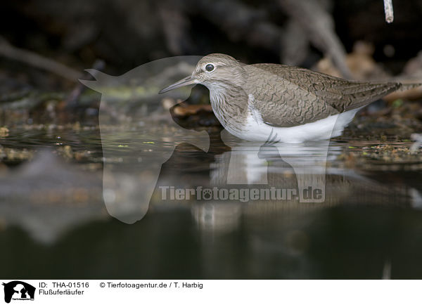 Fluuferlufer / sandpiper / THA-01516