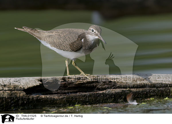 Flu�uferl�ufer / sandpiper / THA-01525
