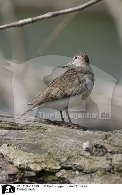 Fluuferlufer / sandpiper / THA-01530