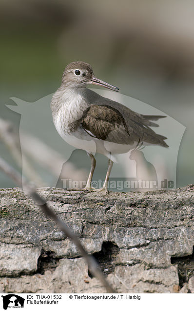 Fluuferlufer / sandpiper / THA-01532