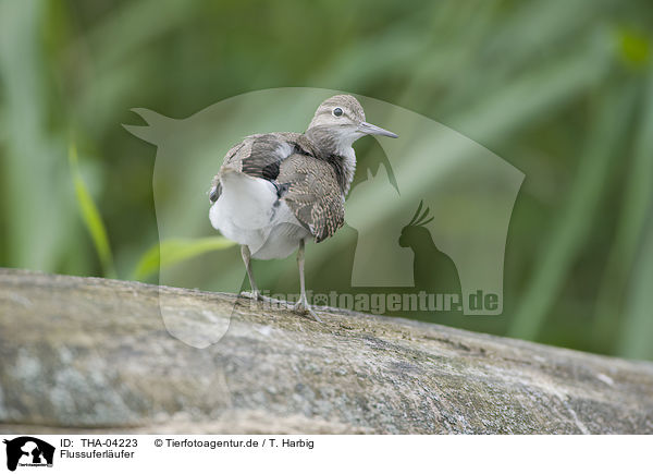 Flussuferlufer / common sandpiper / THA-04223