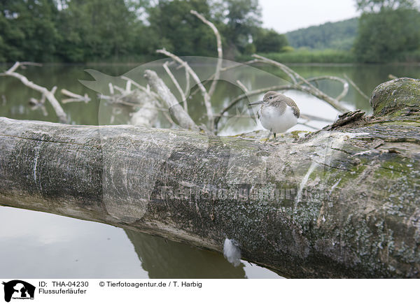 Flussuferlufer / common sandpiper / THA-04230