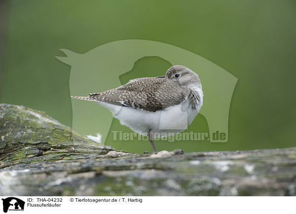 Flussuferlufer / common sandpiper / THA-04232