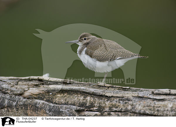 Flussuferlufer / common sandpiper / THA-04237