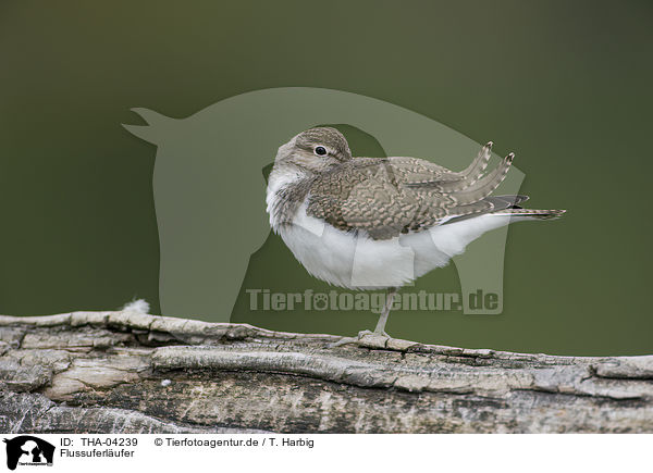 Flussuferlufer / common sandpiper / THA-04239