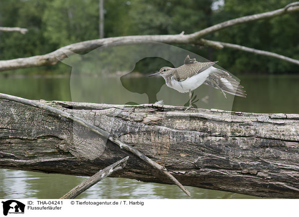 Flussuferlufer / common sandpiper / THA-04241