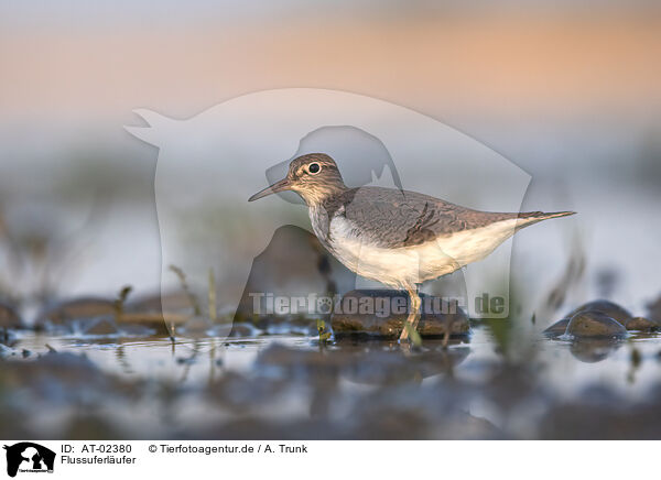 Flussuferlufer / common sandpiper / AT-02380