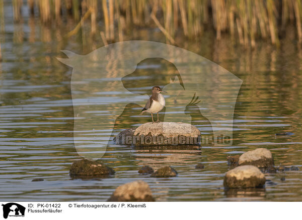 Flussuferlufer / common sandpiper / PK-01422