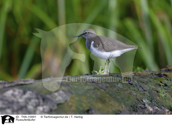 Flussuferlufer / common sandpiper / THA-10891