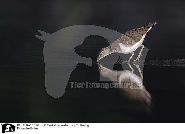 Flussuferlufer / THA-10896
