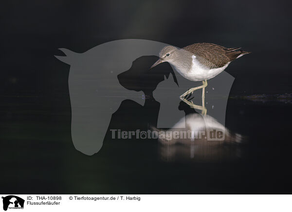 Flussuferlufer / common sandpiper / THA-10898